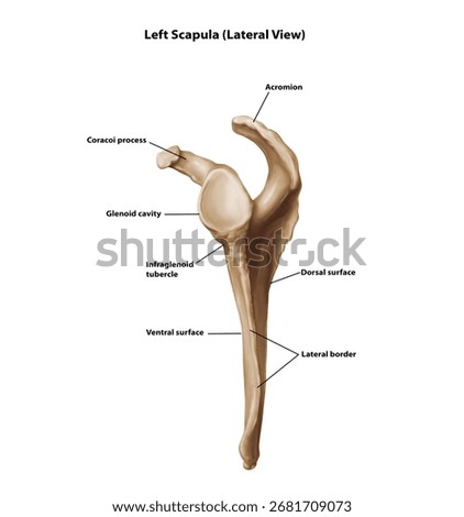 Left Scapula (Lateral View) Bone anatomy medical illustration