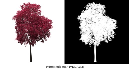 Left View Of Acer Palmatum. PNG With Alpha Channel To Cutout. Made From 3D Model For Compositing.	