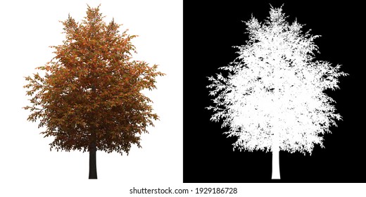 Left View Of Common Oak Tree. PNG With Alpha Channel To Cutout. Made From 3D Model For Compositing.