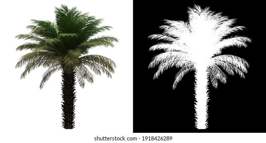 Left View Of Date Palm Tree. PNG With Alpha Channel To Cutout. Made From 3D Model For Compositing.