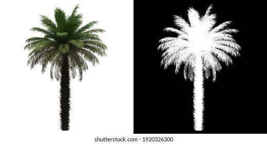 Left View Of Date Palm Tree. PNG With Alpha Channel To Cutout. Made From 3D Model For Compositing.