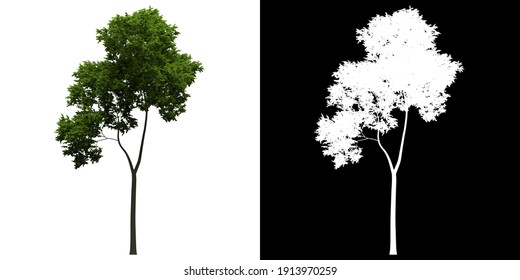 Left view of Fagus Sylvatica. PNG with alpha channel to cutout. Made from 3D model for compositing.	