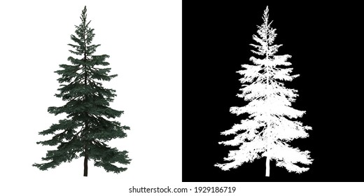 Left View Of Picea Pungens Tree. PNG With Alpha Channel To Cutout. Made From 3D Model For Compositing.