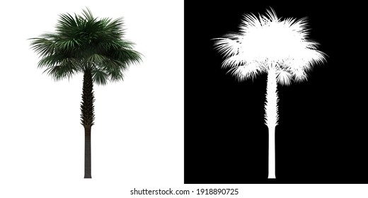 Left view of Sabal Palm Tree. PNG with alpha channel to cutout. Made from 3D model for compositing.