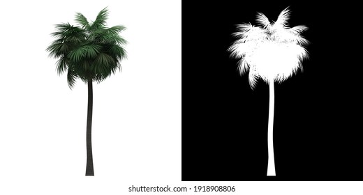 Left view of Sabal Palm Tree. PNG with alpha channel to cutout. Made from 3D model for compositing.