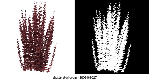 Left View Of Tree (Berberis Thunbergii-Helmond Pillar) Png With Alpha Channel To Cutout 3D Rendering. For Forest And Nature Compositing.	