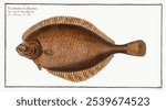 Left-Flounder (Pleuronectes Passser) by Marcus Elieser Bloch. Vintage art drawing of fish illustration, vintage watercolor illustration print of Left-Flounder fish. Vintage watercolor fish print. 