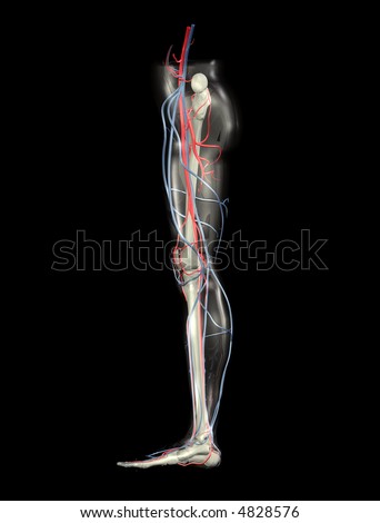 leg artery anatomy