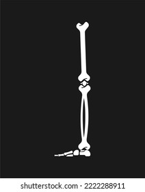 Leg Bone. Skeleton Anatomy Human. Skeletal System Cross Section. 
