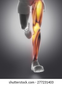 1,331 Calf muscle anatomy Images, Stock Photos & Vectors | Shutterstock