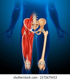 Leg Muscle Anatomy Medical Illustration Blue Body 