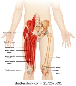 Leg Muscle Anatomy Medical Illustration With Labeling