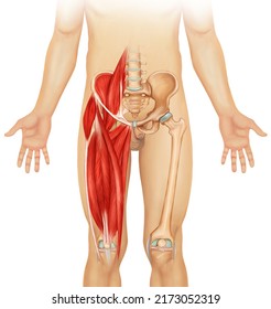 Leg Muscle Anatomy Medical Illustration