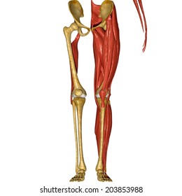 Ilustraciones, imágenes y vectores de stock sobre Muscles Leg