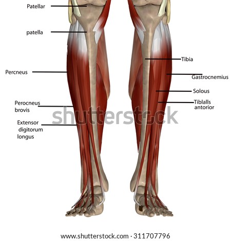 Illustrazione stock a tema Leg Muscles 311707796 - Shutterstock