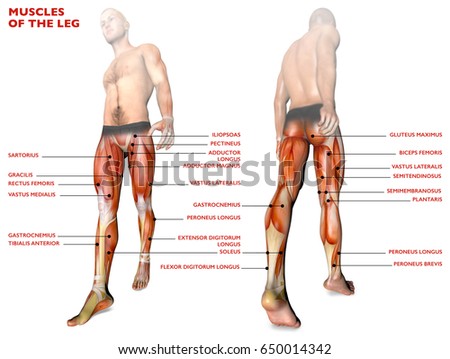 Leg Muscles Human Body Anatomy Muscle Stock Illustration 650014342