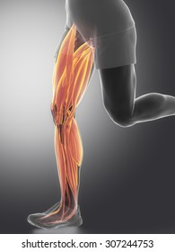 Leg Muscles  - Human Muscle Anatomy