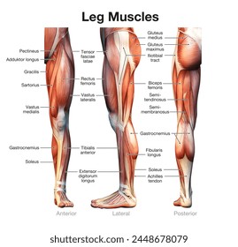 Leg muscles: Quadriceps, Hamstrings, Calves, and Shin Muscles. They enable movement, support joints, and provide stability during various activities.