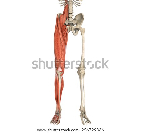 Legs Muscles Anatomy Stock Illustration 256729336 - Shutterstock