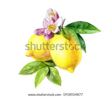 Lemon branch with flowers watercolor illustration isolated on white background