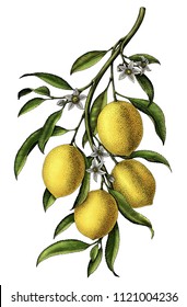 Lemon branch illustration vintage clip art isolate on white background