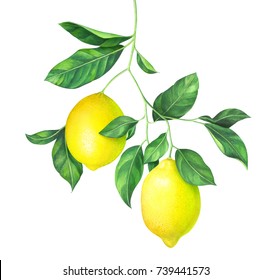 Lemon Branch Isolated On White Background. Hand Drawn Watercolor Illustration.