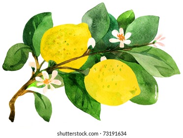 Lemon Branch. Watercolor Painting