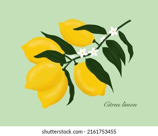 Lemon. Citrus Limon. Yellow Organic Lemons On Lemon Tree Branch With White Blossoms And Dark Green Leaves. Hand-drawn Painting. Botanical Gouache Illustration.