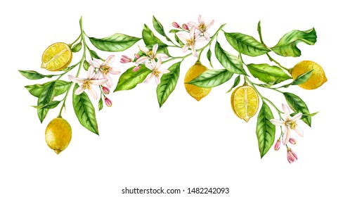 Lemon Fruit Branch Frame Composition. Realistic Botanical Watercolor Illustration With Citrus Tree And Flowers, Hand Drawn Isolated Floral Design On White