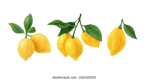 Lemon Fruit Watercolor Clipart. Illustrations Of Lemon Branch With Green Leaves