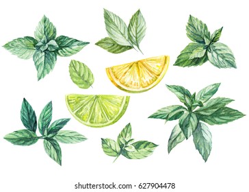 Lemon , lime and mint watercolor illustration. Hand drawn. Kitchen herbs and spices banner.