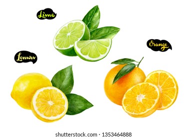 Lemon lime orange watercolor hand drawn illustration set