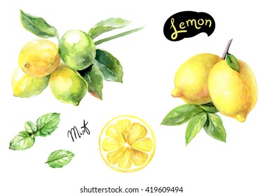 Lemon and mint watercolor illustration. Citrus fruit branch lemon, lemon slice, mint watercolor isolated on white background.