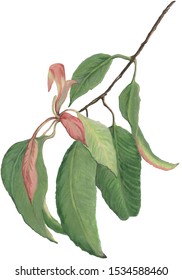 Lemon Myrtle. Australian shrub. Fresh young green leaves tinged with pink on single branch. Isolated. Fragrant for cooking and teas. Pencil drawing.  