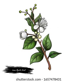 Lemon Myrtle Detail isolated digital art illustration. Flowers on green stem, Australian hand drawn plant. lemon myrtle, lemon scented myrtle, lemon scented ironwood flowering plant