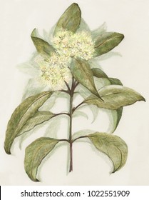 Lemon Myrtle flowers and leaves on single branch. Australian Bush Tucker. Wild food. Pencil drawing on visible paper background. Fragrant for teas, oil for soap and candle making.
