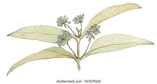 Lemon Myrtle, fragrant green leaves and buds on a stem. Australian tree makes tea for a healthy drink. Edible flowers and leaves. Hand drawn.