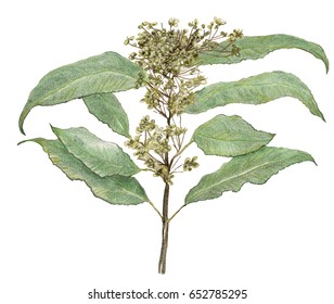 Lemon Myrtle green leaves on branch, for tea and food flavouring. Australian Bush Tucker, wild food. Fragrant traditional flavouring, health food and medicinal uses. Oils used for candles and soap.