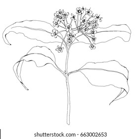 Lemon Myrtle leaves and small cluster of spent flower heads. Line drawing suggested for  colouring book. Four leaves and cluster of flower heads. Simple drawing. Delicate, white space.