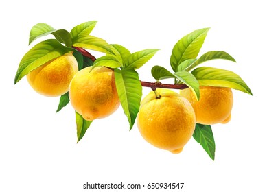 Lemon On A Branch With Leaves, Isolated On White