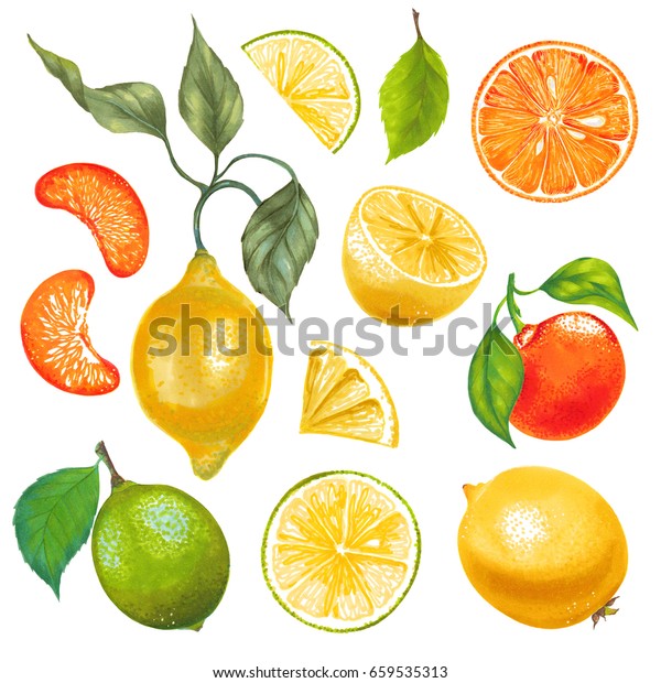レモンオレンジのみかんのライムと葉の手描きの水彩カラーマーカーイラスト カラフルなセット のイラスト素材