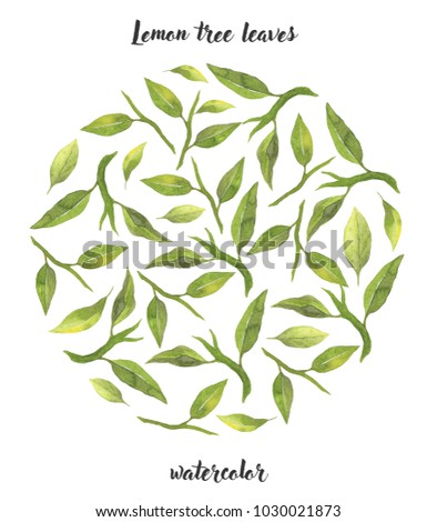 Lemon tree leaves in circle shape template. For design, decor, logo and more