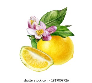 レモンの花 の画像 写真素材 ベクター画像 Shutterstock