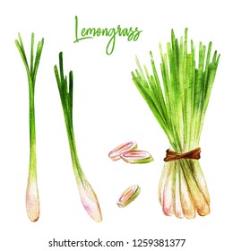 Lemongrass With Slices, Watercolour Illustration, Hand Drawn