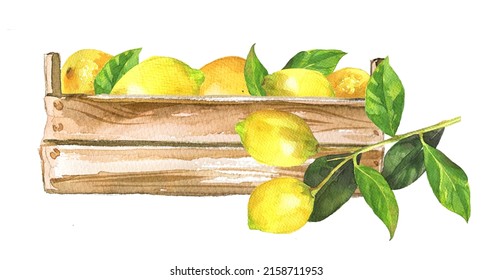 Lemons In A Wooden Box. Watercolor Citrus Clipart Isolated On White. Italian Food Concept. Healthy Food Themed Illustration. Lemon Oil, Aroma Branding. Lemon Juice Design.