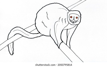 Lemur, Hand Made  Drawing (line)