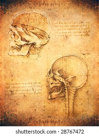 Leonardo Da Vinci Antomy Skull