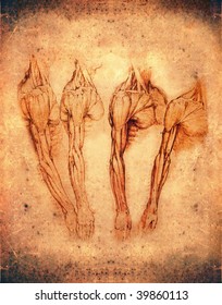 Leonardo Da Vinci Style Anatomy Arms