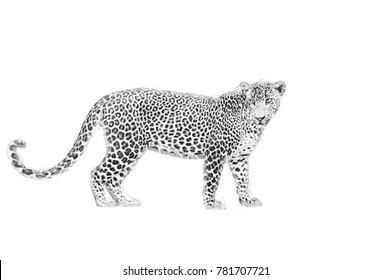 Leopard. Black And White Sketch With Pencil