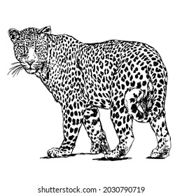 Leopard Drawing Line Art Black White Stock Illustration 2030790719 ...